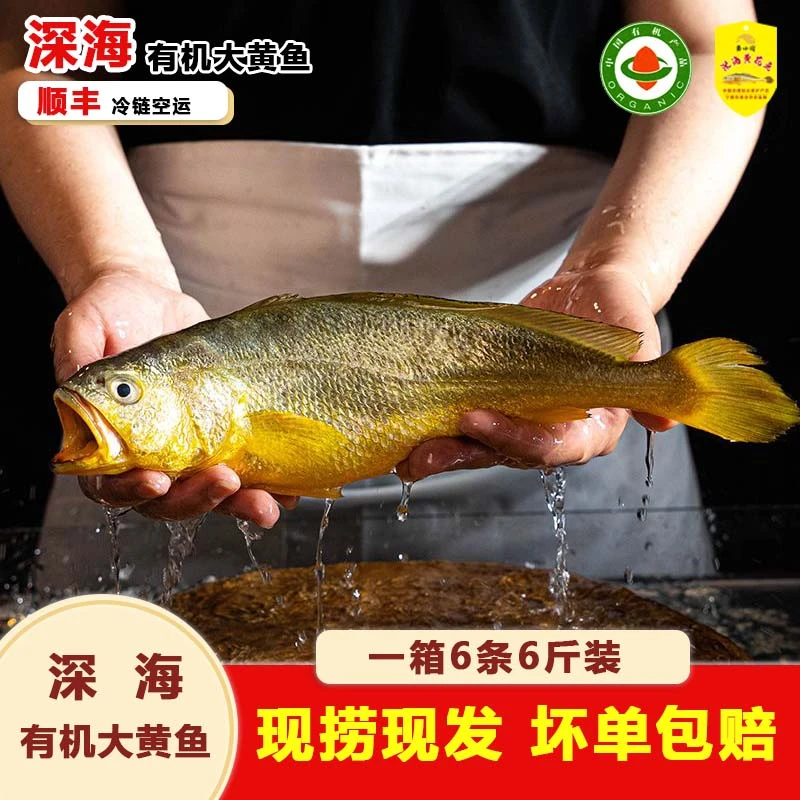 黄小渔【深海有机大黄鱼】6条6斤一箱宁德冰鲜半野黄花鱼顺丰直达