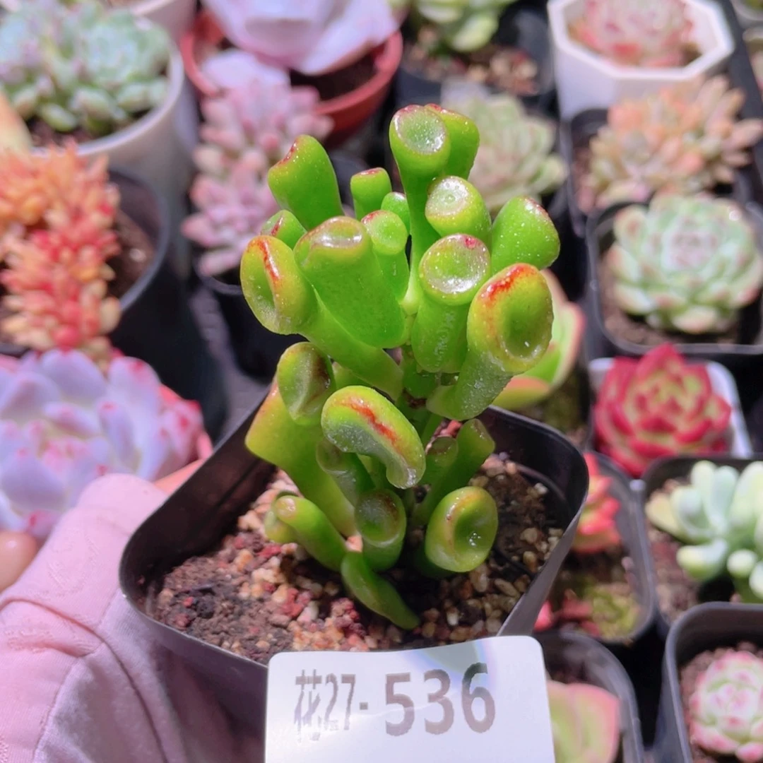 花利美27-536吸财树