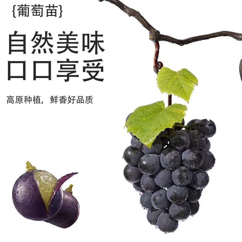 优质嫁接葡萄苗原产地直发南北方都能栽种抗寒抗冻抗病虫盆栽地栽