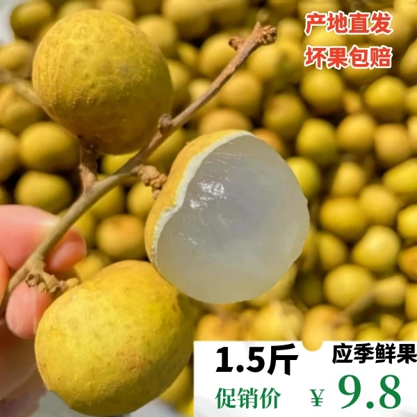 【坏果包赔】广东新鲜古山石峡龙眼现摘现发清甜多汁当季水果桂圆果
