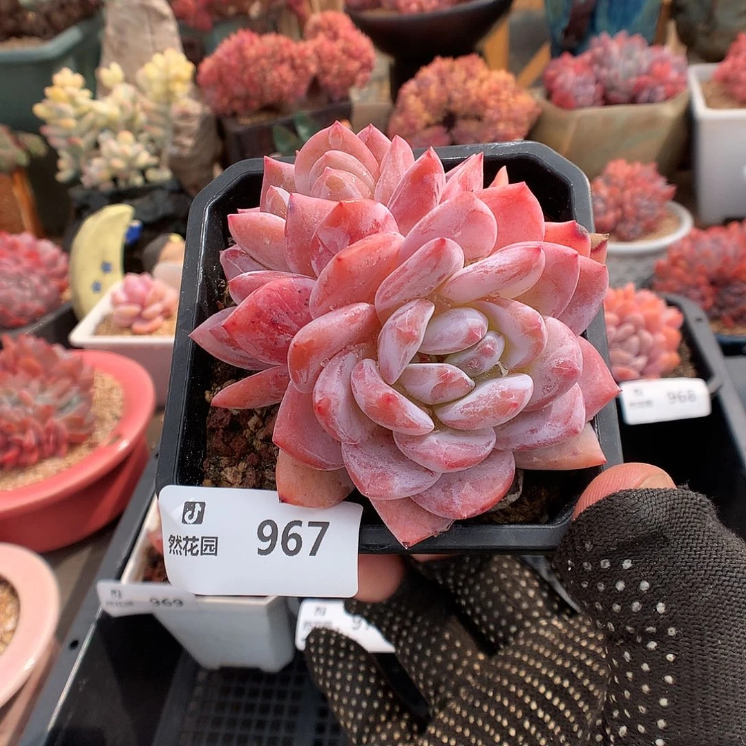 967玫瑰梦露多肉植物6666