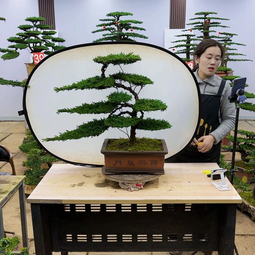 盆景直播间一物一拍