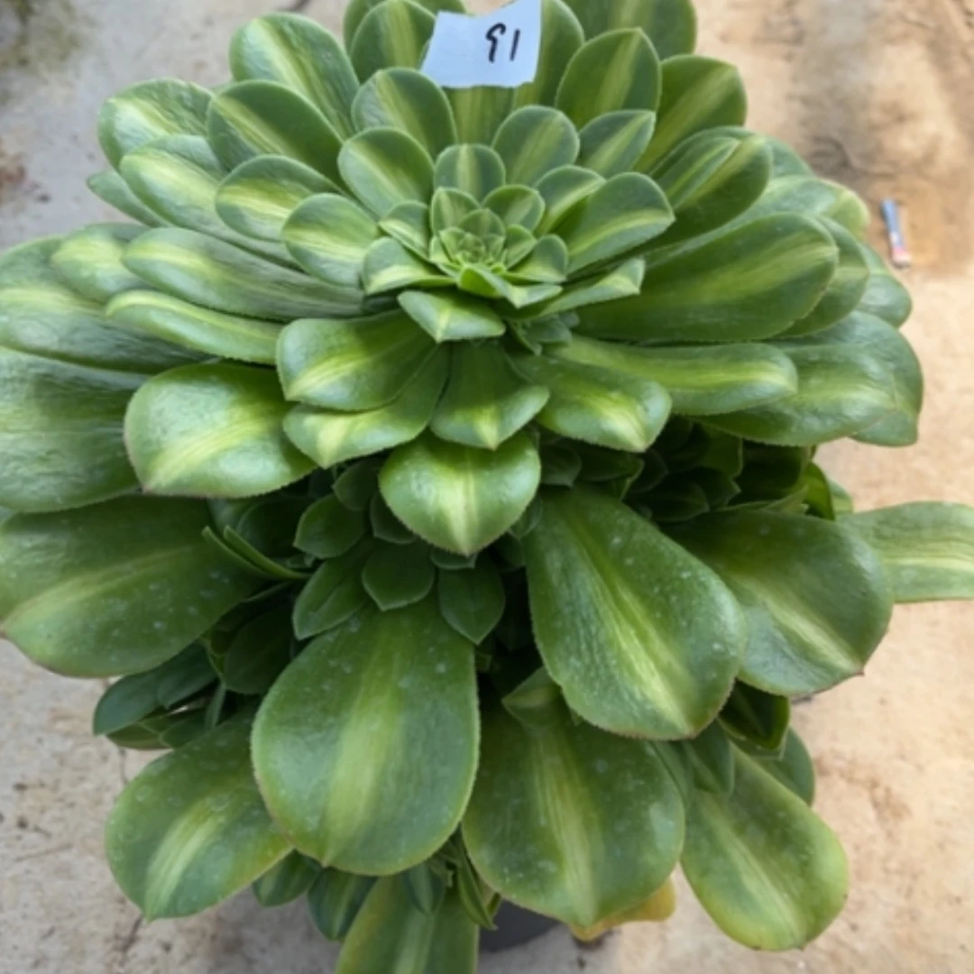 【闪购商品】91翡翠琉璃多肉法师