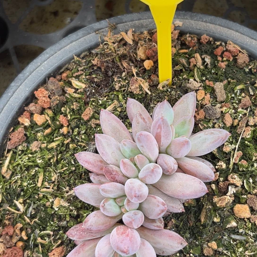 虞多肉植物803一物一拍