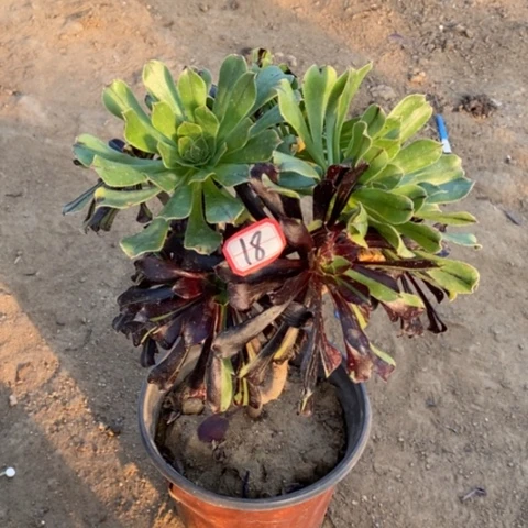 水墨丹青砍过一物一拍