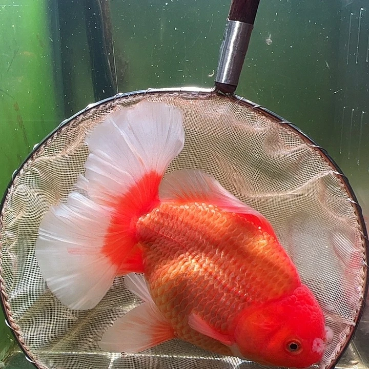 金鱼百褶泰狮压成5