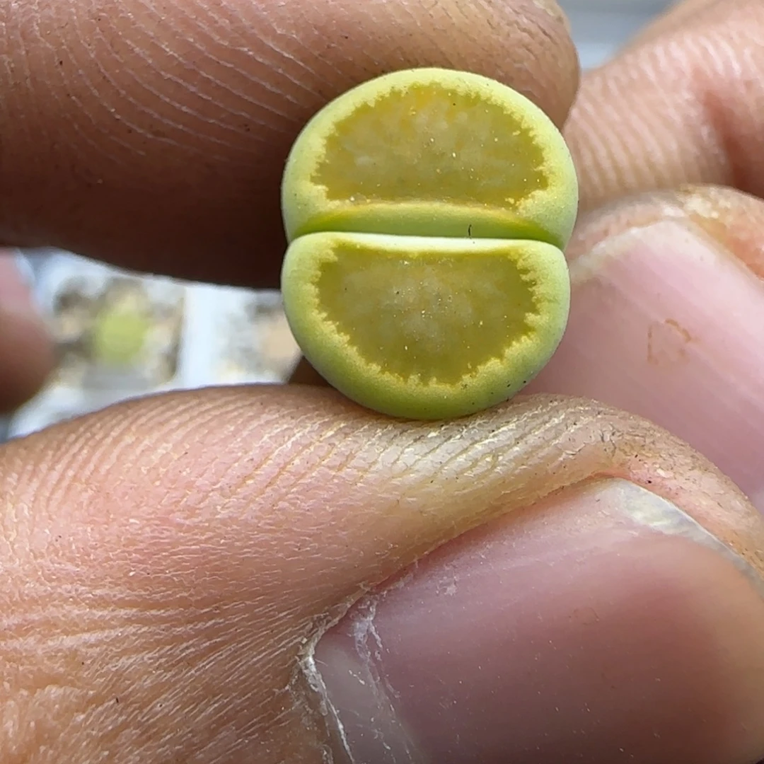 393 生石花大棚直播