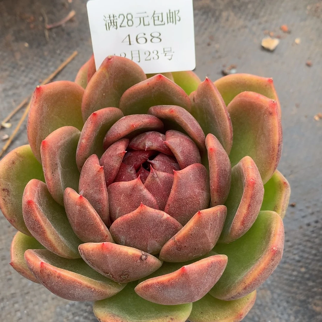 【闪购商品】云468号