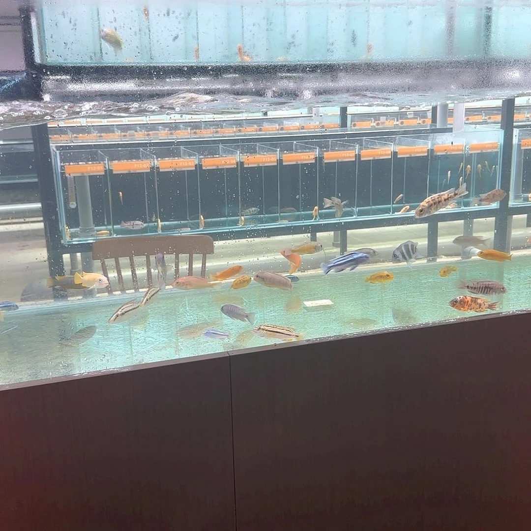 慈鲷A1/9盲盒福利野生人工都有