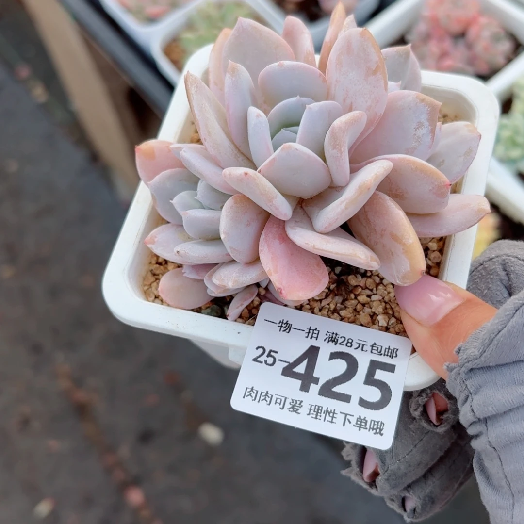 雪特多肉无盆土发货无盆土发货无