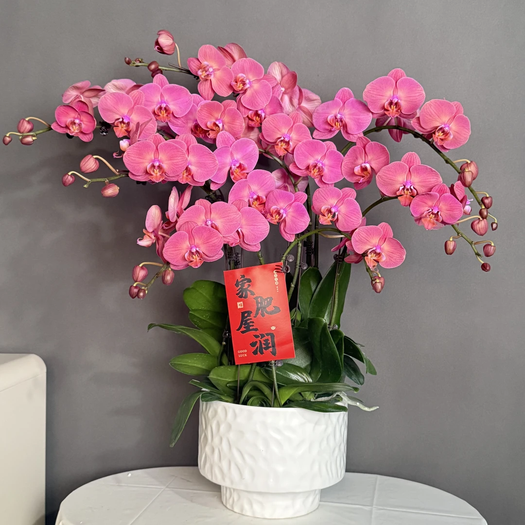 鼎胜【金砖】蝴蝶兰盆栽花卉观花植物室内四季开花优质陶瓷盆8-8