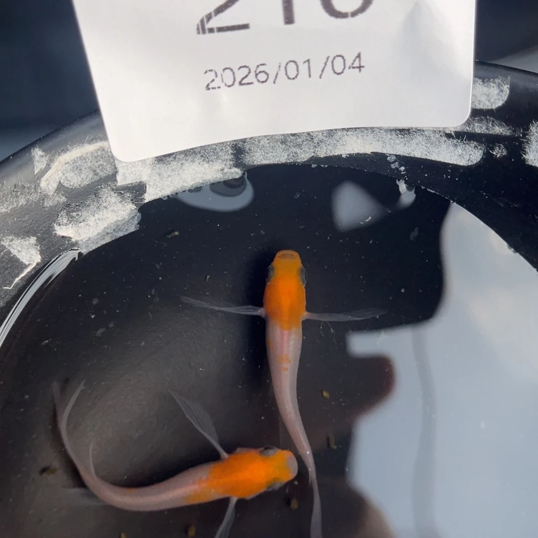 青鳉鱼210匠红白真长鳍一对