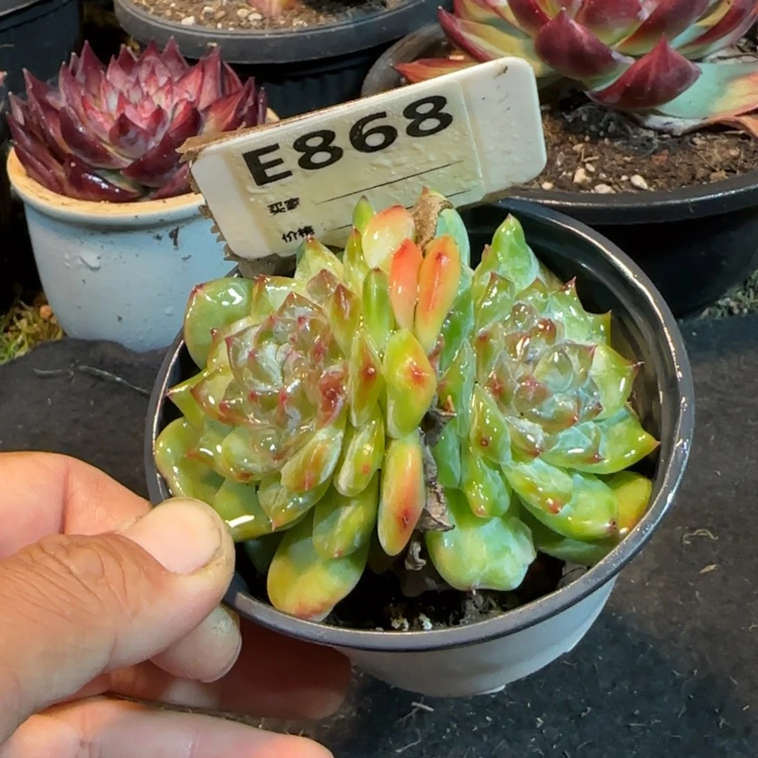 珍妮惊鸿一物一拍包装收缩花旱868