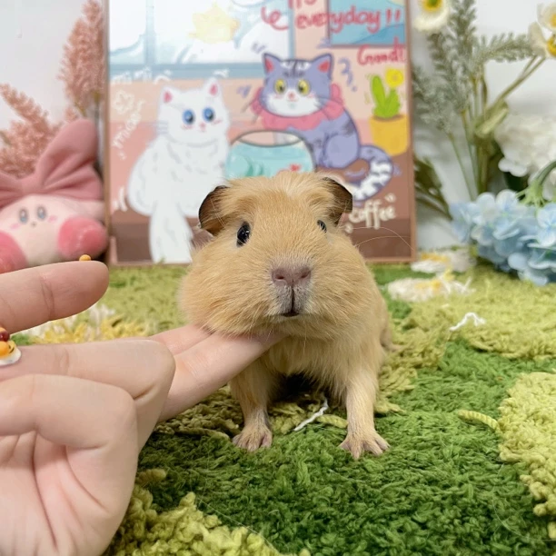 可爱奶黄冠毛英短弟弟 顺丰包邮