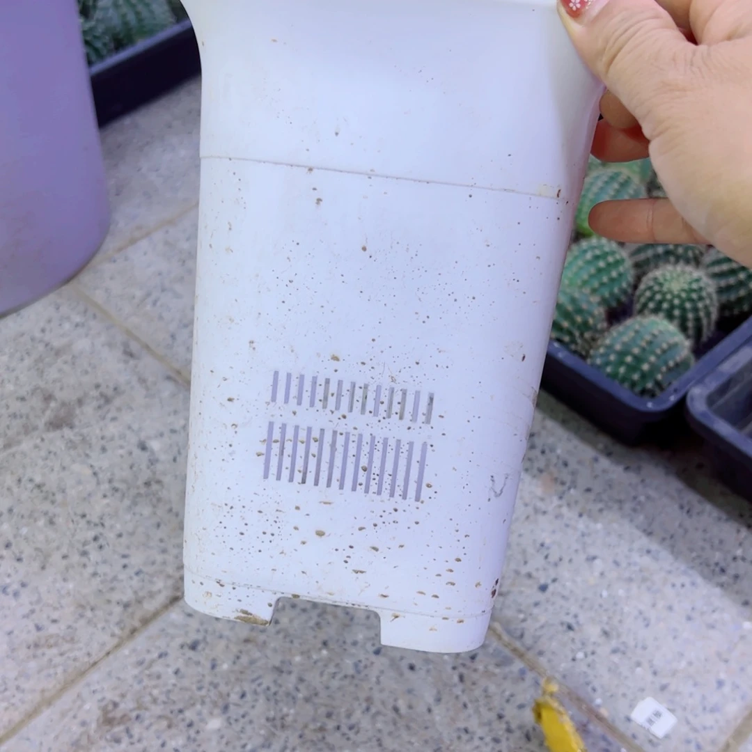 下17大白万象口径15高20无托盘20包邮