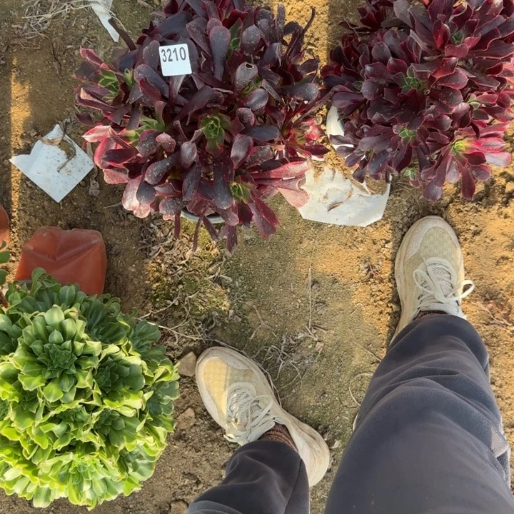 3210金丝确清棚处理不包断枝