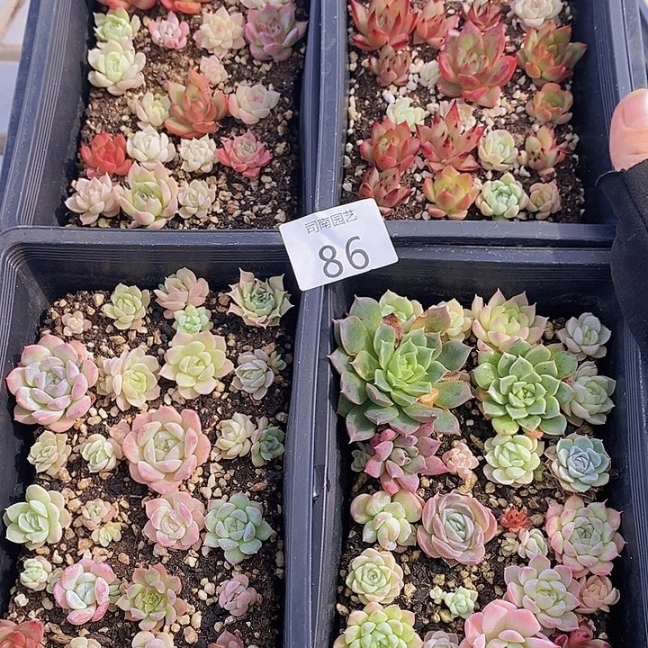 86 多肉植物盆栽花卉