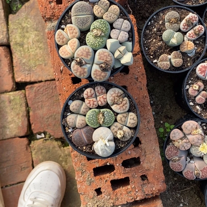 小***猫生石花等植物的生长554