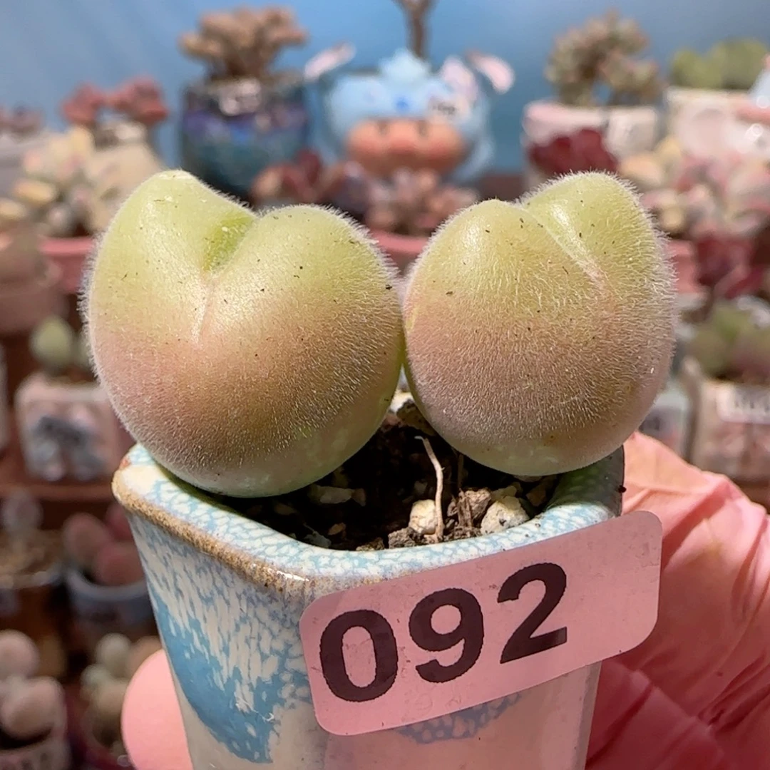 肥肥毛翠 盆口2.5cm 微瑕