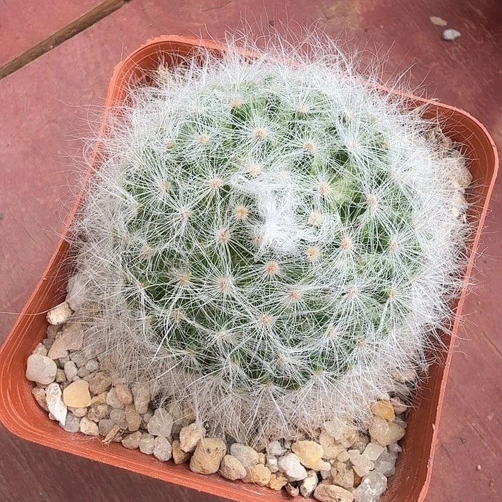 无刺丽光殿5仙人球