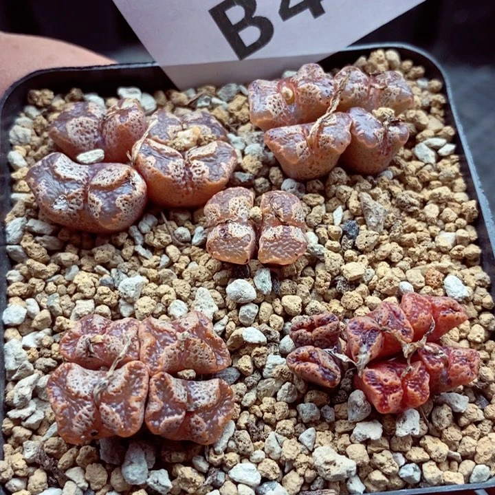 我的小姐姐们都是我403