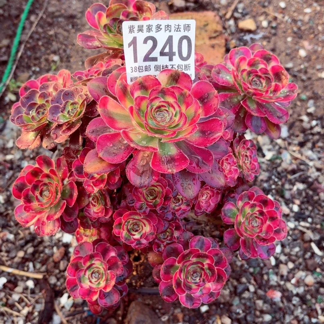 1棚法师0000001240花蝴蝶