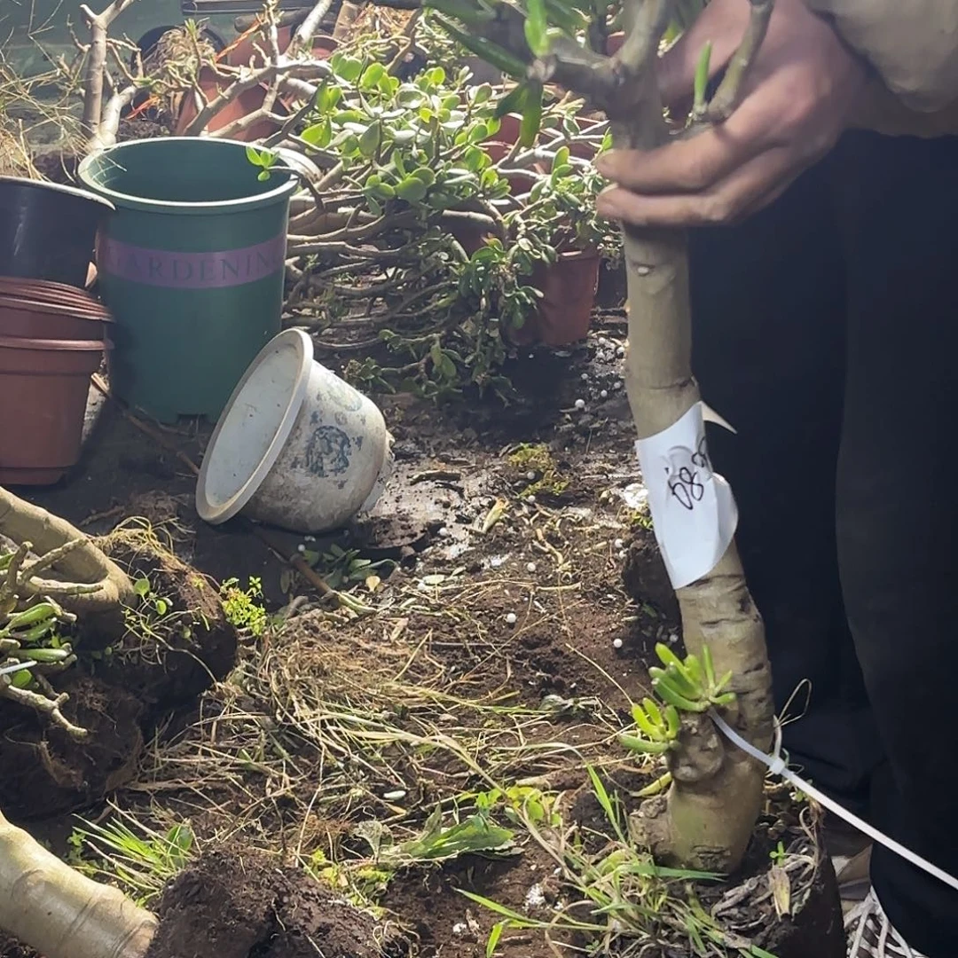 福***兜6899吸财树带土球发货