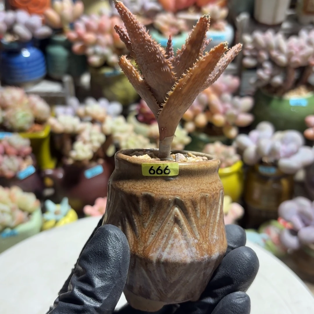 小***吱一物一拍编号666