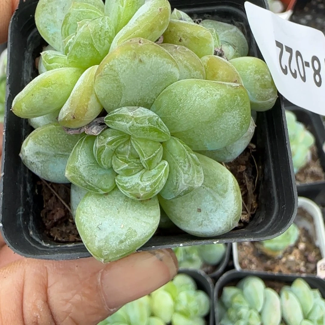 小卡拉米糖心一物一拍8-22