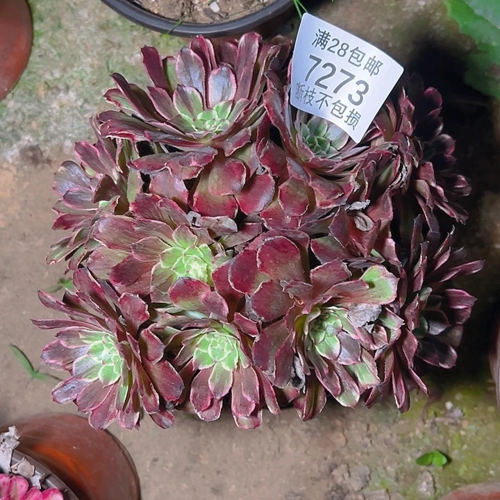 7273水墨画多肉植物