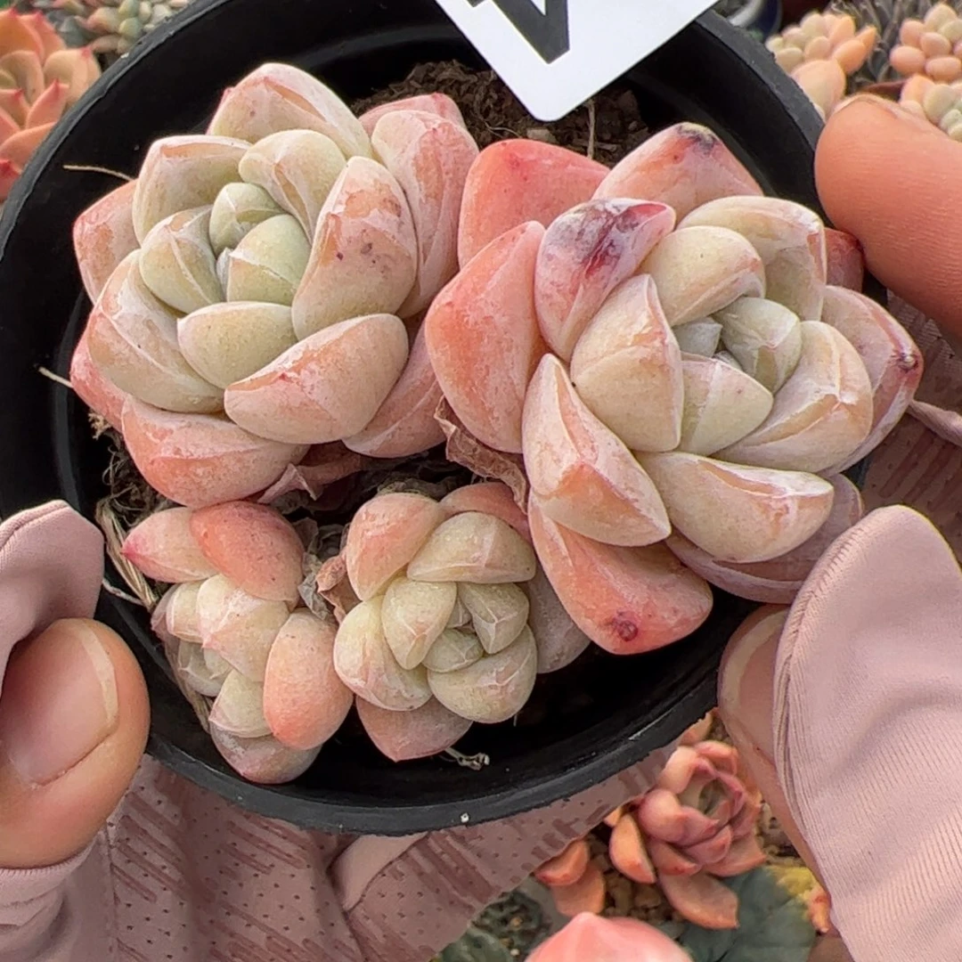 快****?324 多肉植物组合盆栽