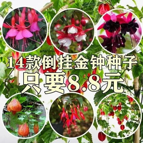 倒挂金钟灯笼花花种子爬藤垂吊室内盆栽香草植物四季播种花卉种籽