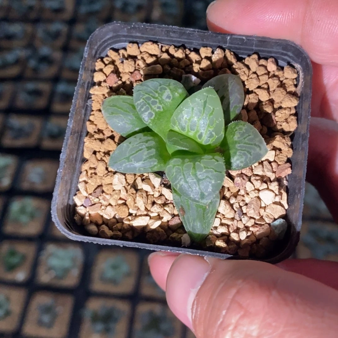 2113 一颗生生不息 高货