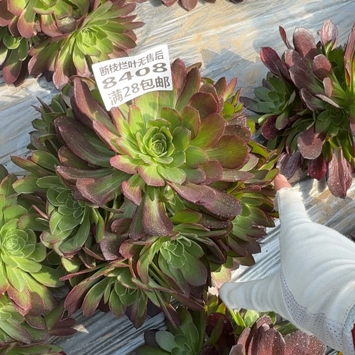 七**伴8408一号棚万花筒J