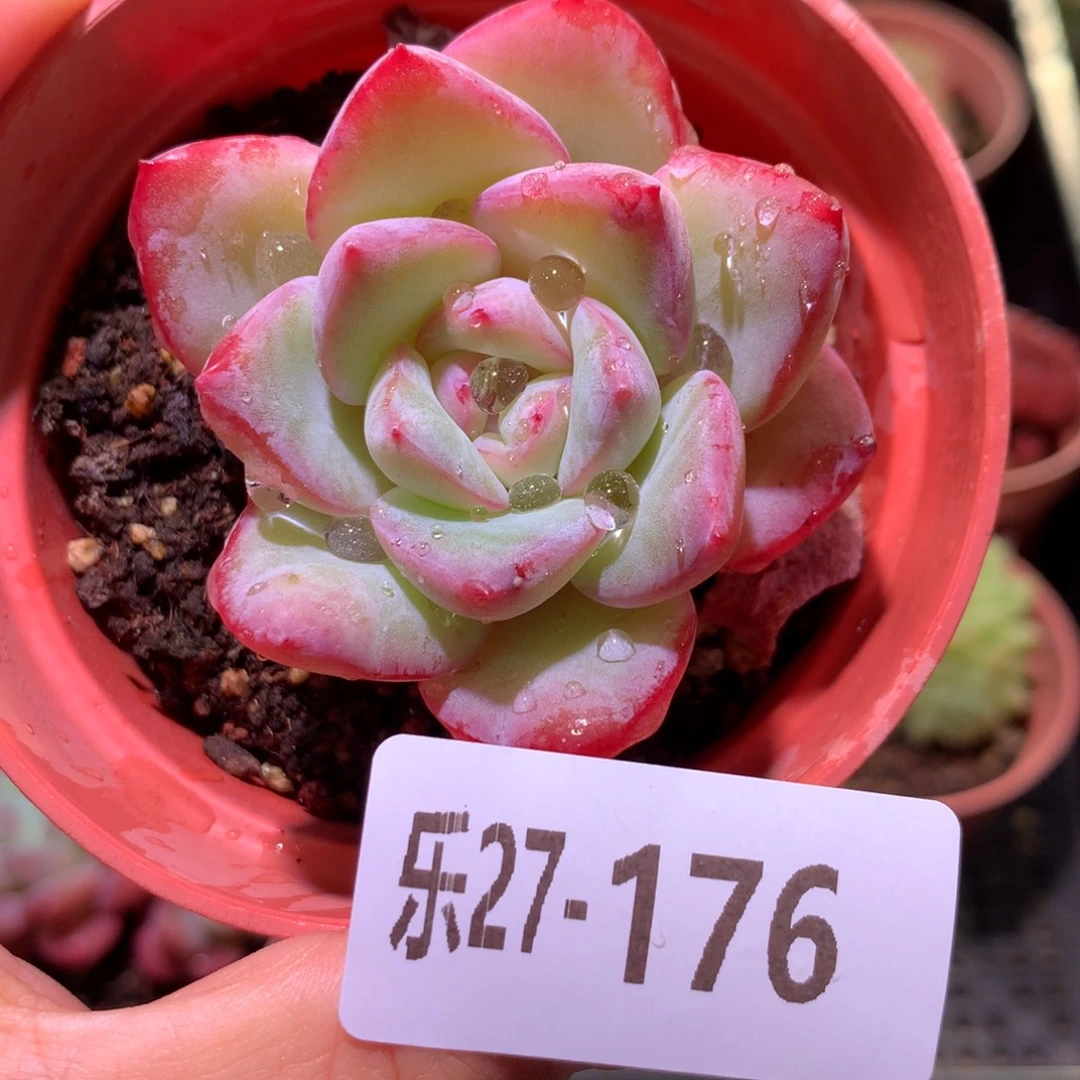 乐然27-176 草莓泡芙