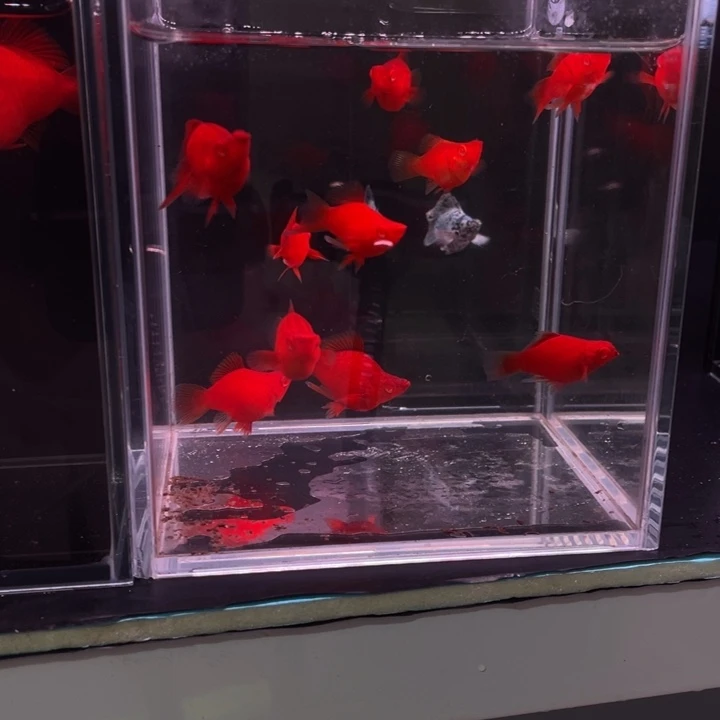 海水鱼红剑球鱼苗