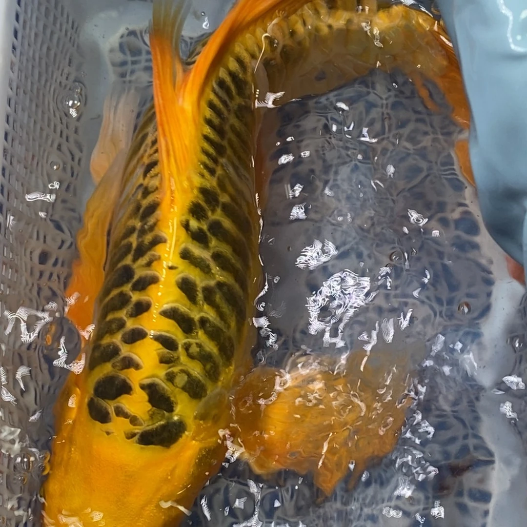 锦鲤冷水锦鲤包邮