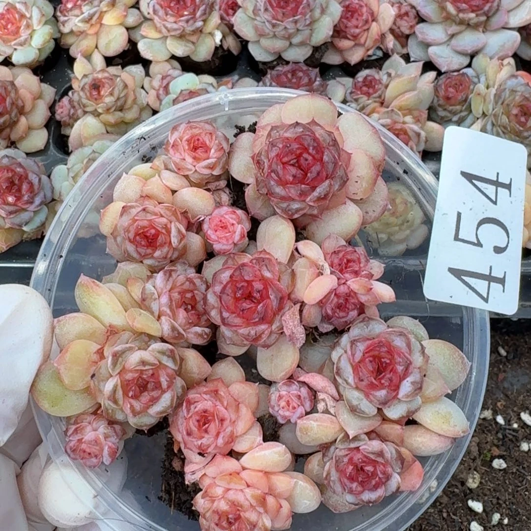 多肉植物多肉植物454