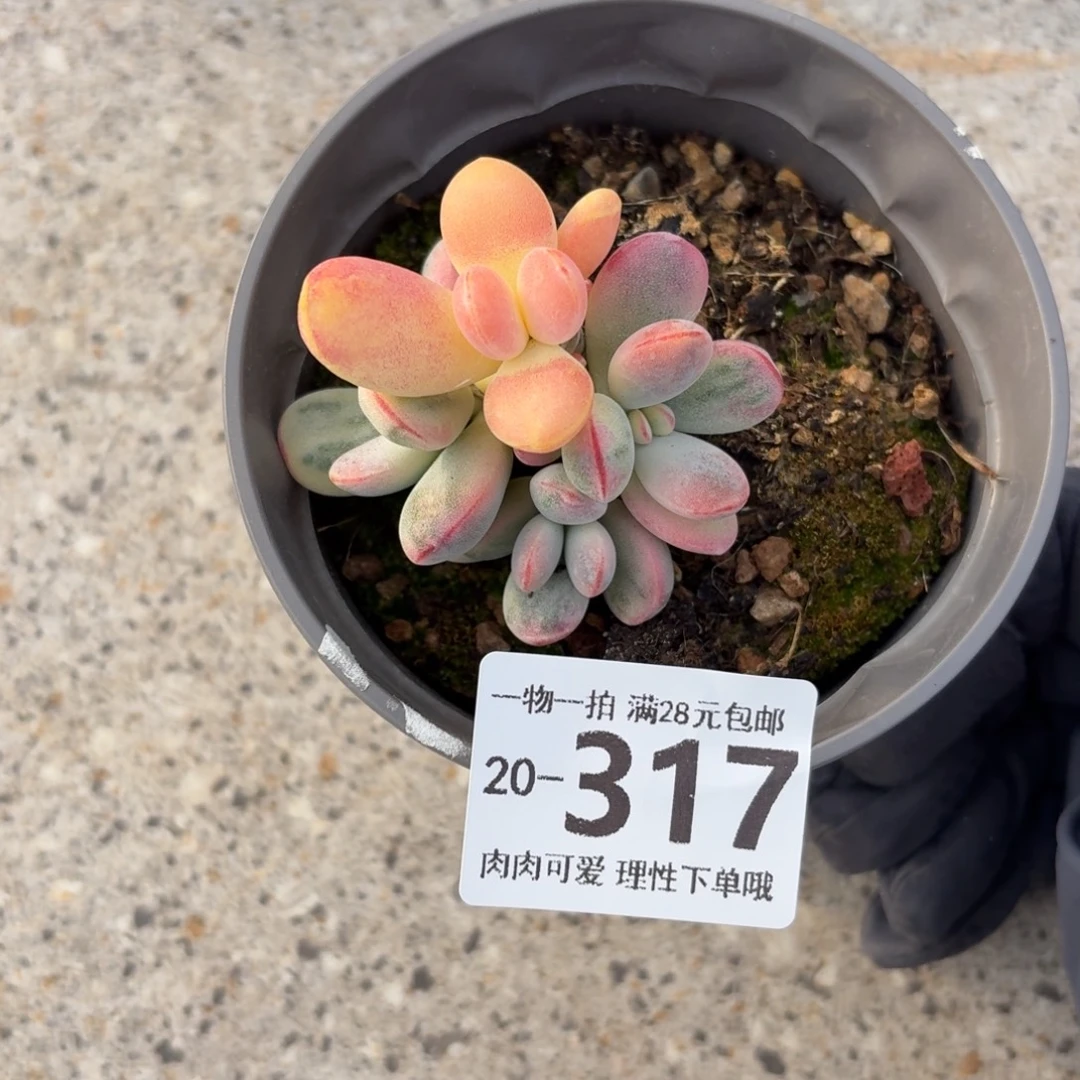 乒乓福娘锦多肉无盆土发货