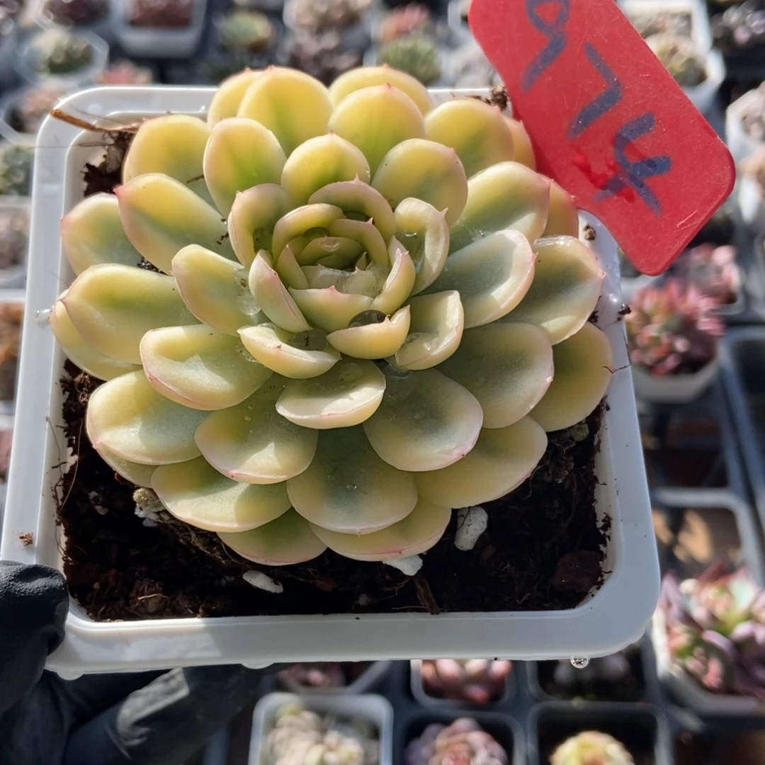 974草莓冰锦多肉植物