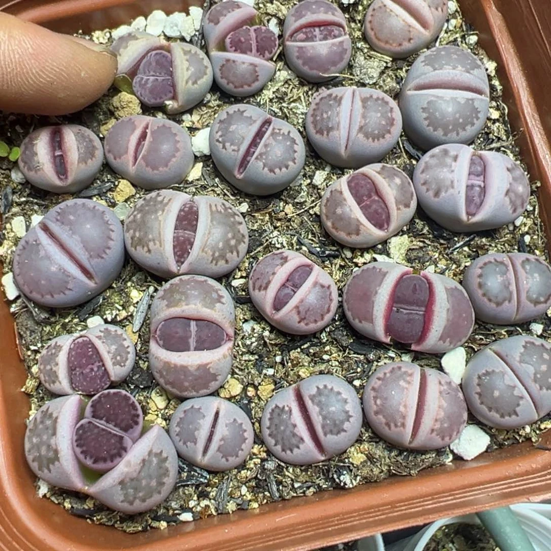 【闪购商品】 455。