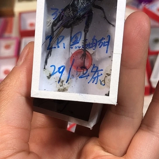 用***3蟋蟀是是是是是是是是是