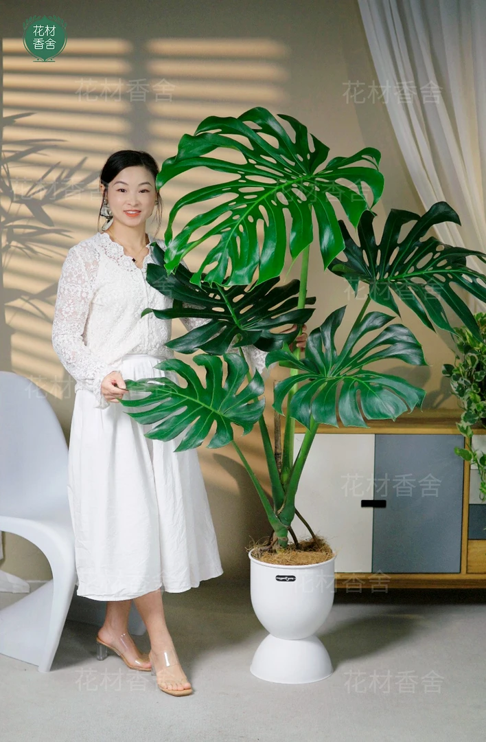 1.4至1.5米老桩龟背竹大叶网红绿植盆栽净化空气四季常青好养