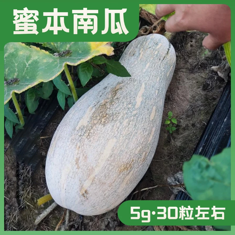 蜜本南瓜种子甜面南瓜种籽软糯香甜早熟蔬菜籽抗病品质坐果率超高