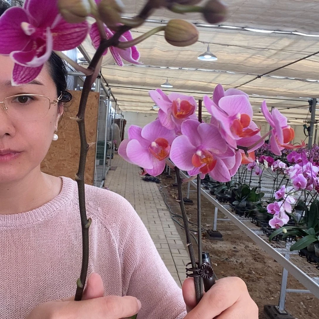 完全开放红豆2480,圣罗莎两颗组合