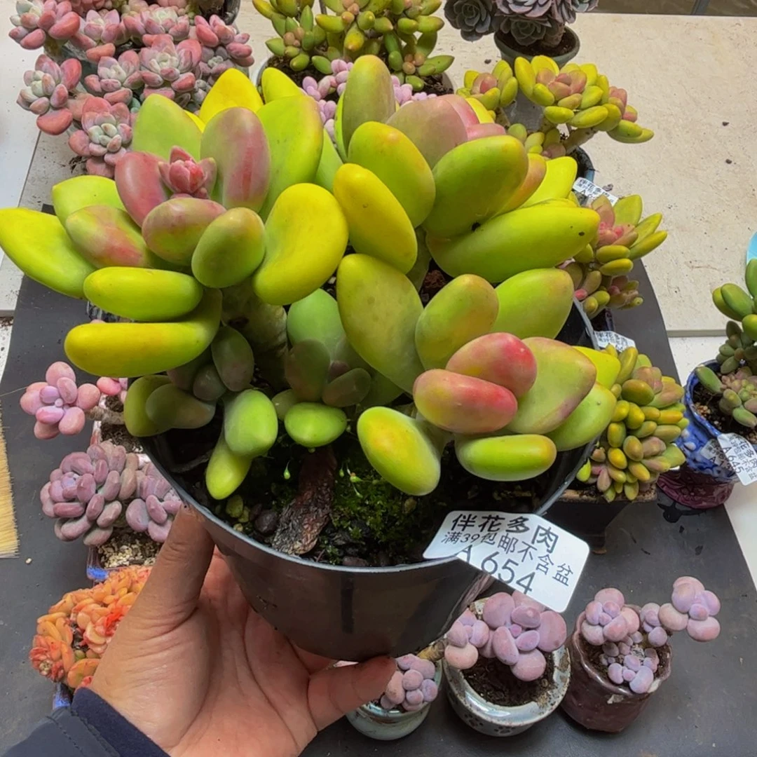 654芒果奶13cm多肉
