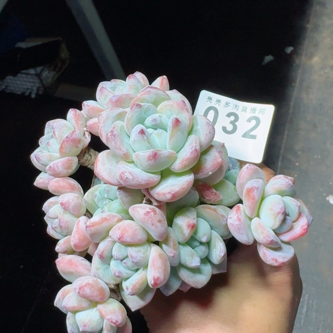 冷香老桩控养型      愿你一路坦途，乘风破浪展宏图