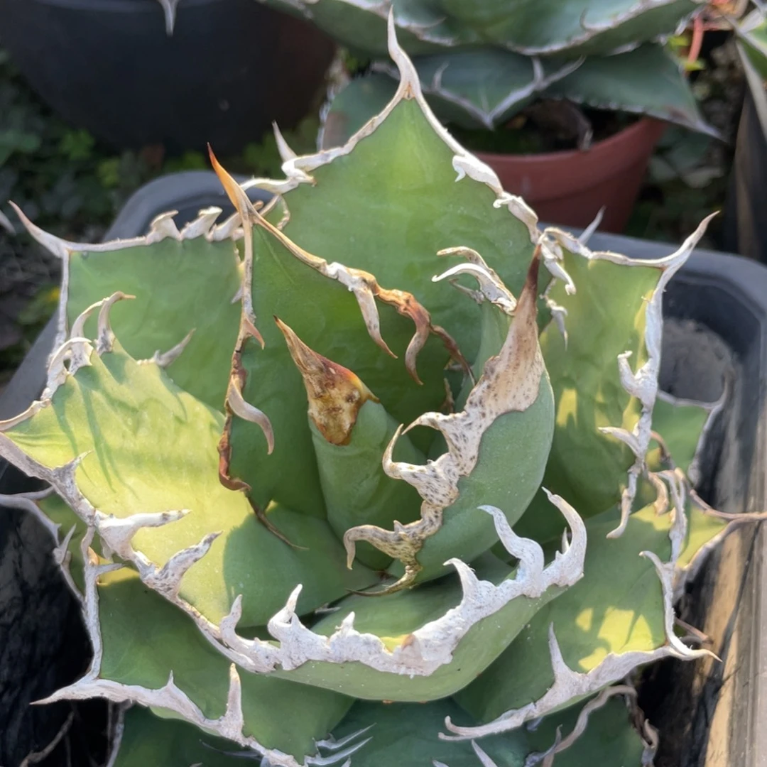 无花朵凯撒龙舌兰