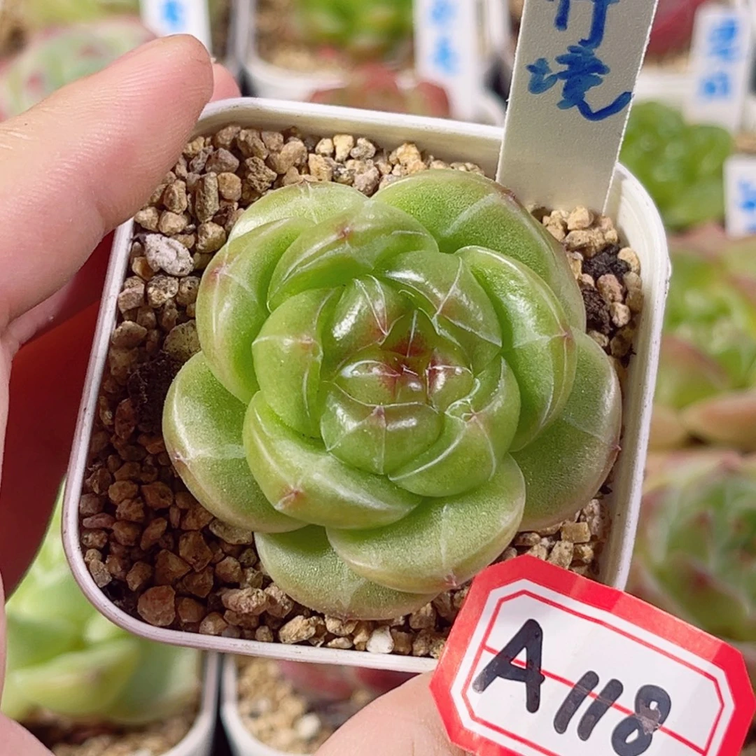 A188一物一拍 竹境