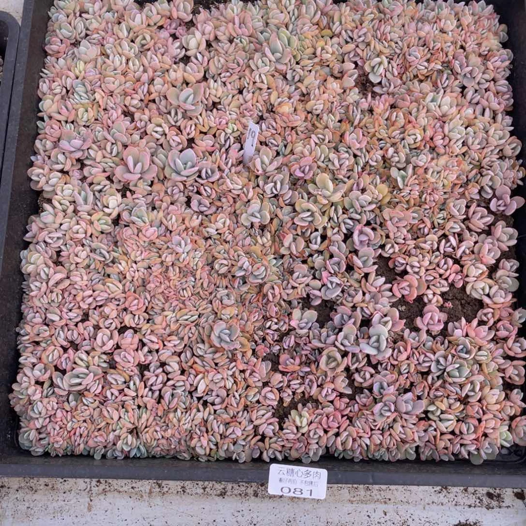 云糖心多肉植物81